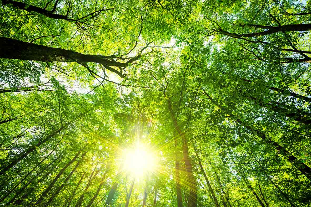 treetops istock 000041359752