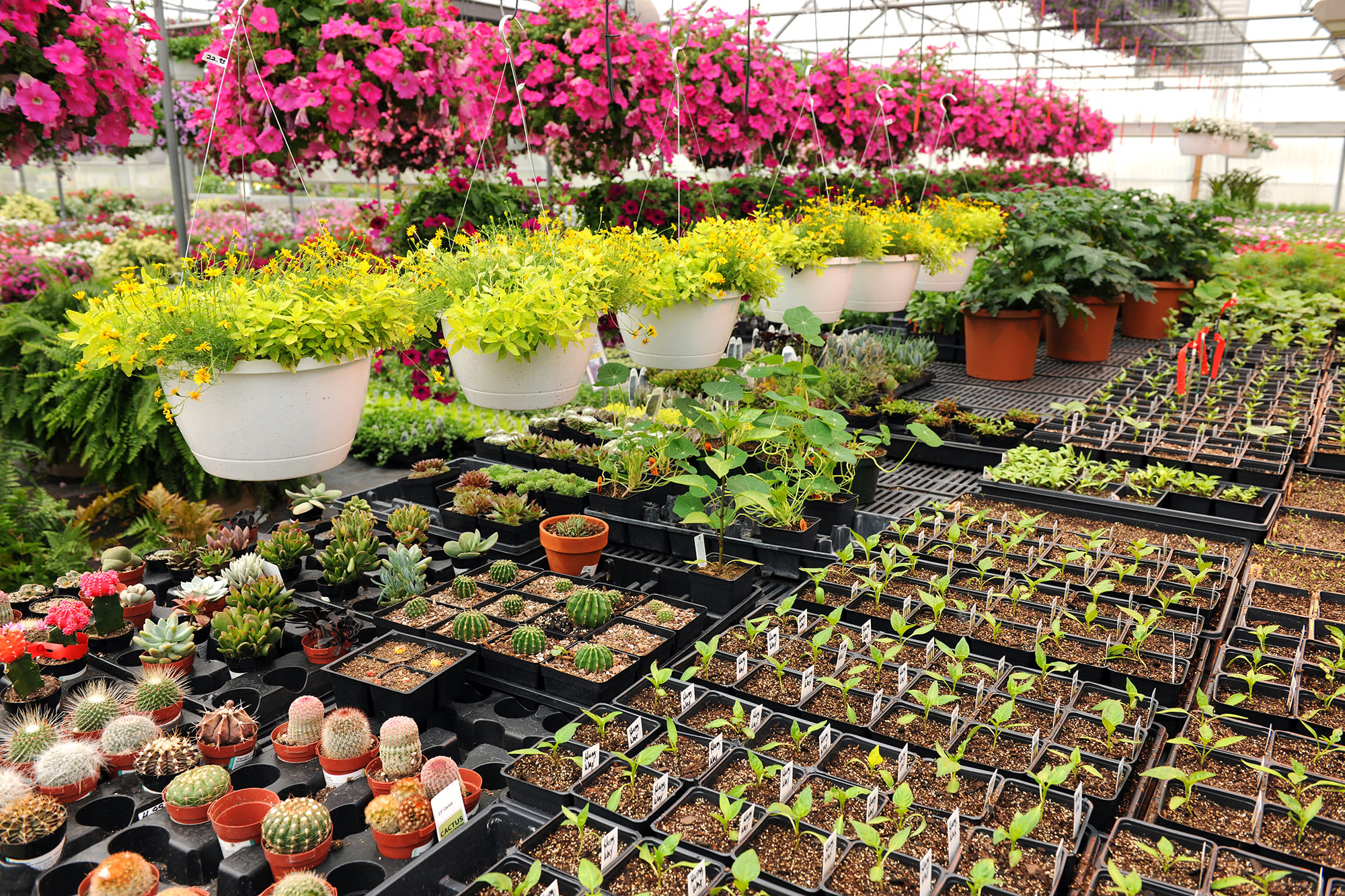 flowers growing in a greenhouse