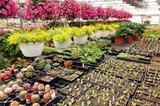 flowers growing in a greenhouse
