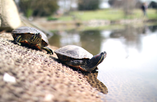 turtle